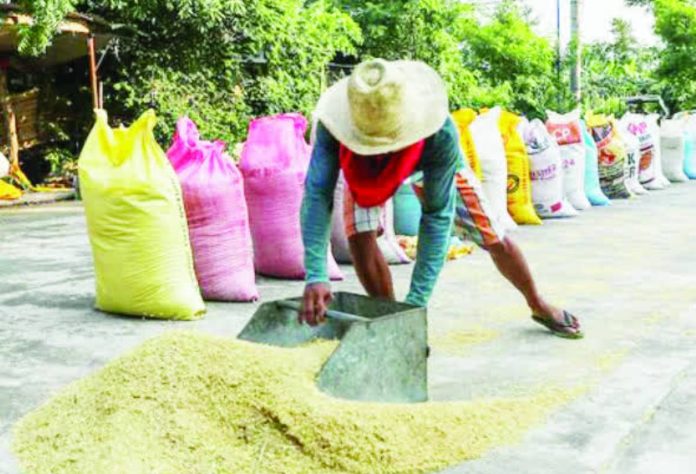 palay floor prices Executive Order 100, signed by President Ferdinand Marcos, Jr., tasks the Department of Agriculture with determining and adjusting the floor price for palay. PHOTO COURTESY OF ABS-CBN NEWS