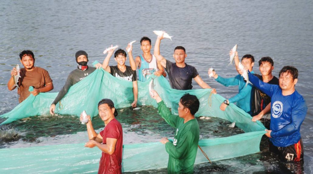 The Southeast Asian Fisheries Development Center, Aquaculture Department (SEAFDEC/AQD) harvested two tons of market-sized milkfish (bangus) in just 85 days. NYRA ARMADA PHOTO