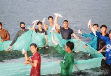 The Southeast Asian Fisheries Development Center, Aquaculture Department (SEAFDEC/AQD) harvested two tons of market-sized milkfish (bangus) in just 85 days. NYRA ARMADA PHOTO