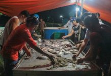 A project led by SEAFDEC/AQD recently harvested 2.9 tons of tilapia and 167 kilograms of giant freshwater prawn in Barangay Nanga, Pototan, Iloilo. NYRA ARMADA PHOTO