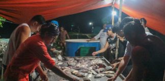 A project led by SEAFDEC/AQD recently harvested 2.9 tons of tilapia and 167 kilograms of giant freshwater prawn in Barangay Nanga, Pototan, Iloilo. NYRA ARMADA PHOTO