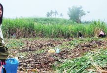 SUGARCANE – a “masterpiece of crisis” that MassKara has danced through for decades. PHOTO COURTESY OF MJ GUADIANO