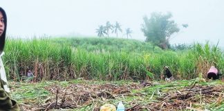 SUGARCANE – a “masterpiece of crisis” that MassKara has danced through for decades. PHOTO COURTESY OF MJ GUADIANO