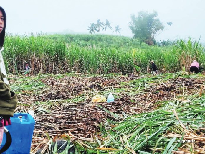 sugar crisis copy SUGARCANE – a “masterpiece of crisis” that MassKara has danced through for decades. PHOTO COURTESY OF MJ GUADIANO