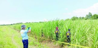 The sugarcane field in Bago City where Kristine Dignadice’s body was allegedly dumped by the suspect. PRO-NIR PHOTO