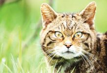The South West Wildcat Project hopes to bring back 50 European wildcats across the mid-Devon countryside in England. TOM MASON