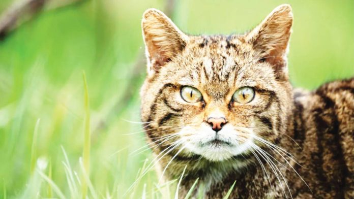 UK The South West Wildcat Project hopes to bring back 50 European wildcats across the mid-Devon countryside in England. TOM MASON