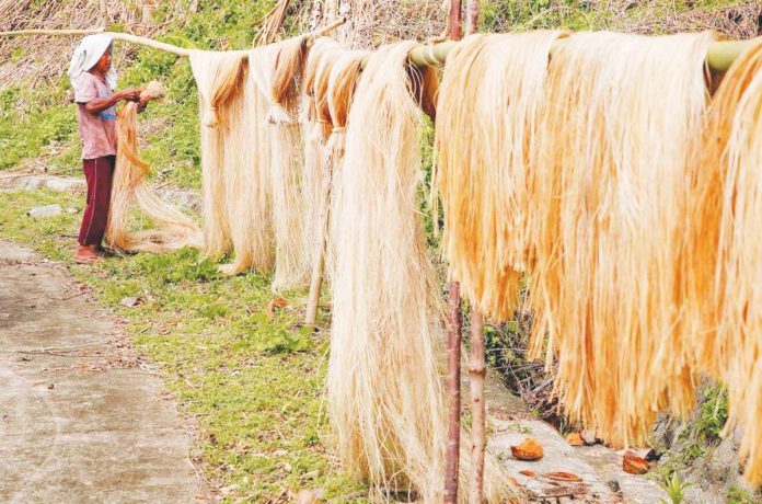 Cris Icawat hangs abaca fiber to dry along a highway in Barangay Sagrada, Bagamanoc, Catanduanes in this file photo. GEORGE CALVELO, ABS-CBN NEWS/FILE PHOTO