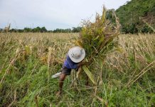 DA eyes third party auditors, new ‘price menu’ for farm-to-market roads The Department of Agriculture says a bigger budget for the department, as well as for the farm-to-market road projects, will benefit farmers whose biggest challenge include irrigation and road connectivity. ABS-CBN NEWS PHOTO