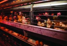 Philippine agricultural output grows 2.8% in the third quarter of 2025 Philippine Statistics Authority data showed that production of both chicken and chicken eggs expanded during the third quarter of 2025. INQUIRER.NET STOCK IMAGE