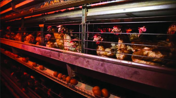 agri_output_copy_resized_compressed Philippine Statistics Authority data showed that production of both chicken and chicken eggs expanded during the third quarter of 2025. INQUIRER.NET STOCK IMAGE