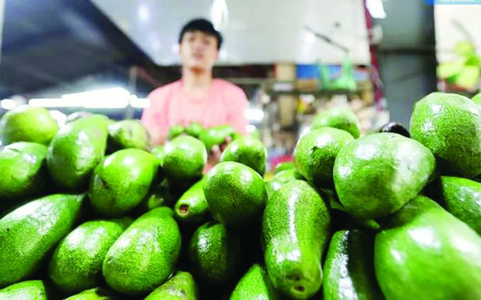 agri_trade_turkey.JPG_resized_compressed The Department of Agriculture wants to promote niche fruits, including avocado, to the Turkish market. Photo shows a vendor arranging avocados at his stall in Quezon City. ANALY LABOR/DAILY TRIBUNE PHOTO