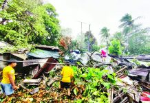 Iloilo’s P185-M agri damage after ‘Tino’ prompts insurance payouts Personnel from the General Services Office and the Municipal Disaster Risk Reduction and Management Office in Guimbal, Iloilo clear fallen trees and debris from houses destroyed by Typhoon “Tino”. The powerful storm toppled trees and flattened homes across several Iloilo municipalities, leaving thousands displaced as local disaster teams race to restore access and deliver aid. PHOTO FROM GUIMBAL LGU