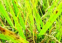 Brown spot remains biggest threat to Western Visayas rice crop in May Distinct brown lesions mark rice leaves affected by brown spot, according to the Regional Crop Protection Center of the Department of Agriculture in Western Visayas. DA-6 PHOTO
