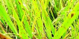 Distinct brown lesions mark rice leaves affected by brown spot, according to the Regional Crop Protection Center of the Department of Agriculture in Western Visayas. DA-6 PHOTO