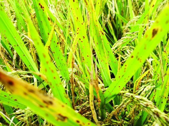ime_rice_threat_resized_compressed_compressed Distinct brown lesions mark rice leaves affected by brown spot, according to the Regional Crop Protection Center of the Department of Agriculture in Western Visayas. DA-6 PHOTO