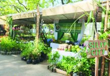 Almost 50 exhibitors showcase Negros organic products The cities of La Carlota and Silay in Negros Occidental are among the exhibitors in the 18th Negros Island Organic Farmers’ Festival at Capitol grounds in Bacolod City from Nov. 19 to 23, 2025. It is being held this alongside the inaugural Terra Madre Asia-Pacific, a five-day slow food event that celebrates good, clean, and fair food. PNA PHOTO BY NANETTE L. GUADALQUIVER