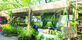 The cities of La Carlota and Silay in Negros Occidental are among the exhibitors in the 18th Negros Island Organic Farmers’ Festival at Capitol grounds in Bacolod City from Nov. 19 to 23, 2025. It is being held this alongside the inaugural Terra Madre Asia-Pacific, a five-day slow food event that celebrates good, clean, and fair food. PNA PHOTO BY NANETTE L. GUADALQUIVER