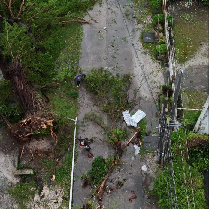 pontevedra-tino Aftermath of Typhoon “Tino” in Pontevedra, Negros Occidental, showing fallen trees that crushed electric lines and blocked roads, contributing to the ongoing power outage. ANDREW ADVINCULA FB PHOTO