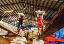 Rice import ban extension expected to stabilize palay prices The Philippines has more than enough locally-produced palay for the consumption needs of Filipinos, the Department of Agriculture said on Monday, Nov. 3, 2025. ABS-CBN NEWS PHOTO