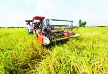 P1.66-B fund OK’d to strengthen rice seed program for farmers The P1.66-billion fund for the government’s Rice Seed Program will cover the purchase, delivery and distribution of inbred-certified seeds for the 2026 dry season, as well as vehicles and farm machinery to improve the efficiency of production support services. DA PHOTO