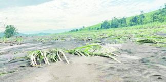Flattened and flooded sugar fields in the fourth and fifth districts of Negros Occidental following the devastation of Typhoon “Tino.” SRA PHOTO