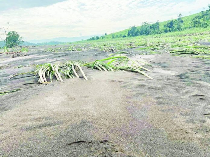 sugar_industry_losses_copy_resized_compressed Flattened and flooded sugar fields in the fourth and fifth districts of Negros Occidental following the devastation of Typhoon “Tino.” SRA PHOTO