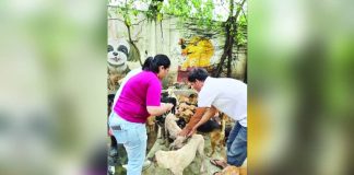 The situation of Bacolod City Dog Pound during the deworming and health checks led by the newly appointed Assistant City Veterinarian Dr. Janine Sarthou on December 5. RMN DYHB BACOLOD 747 FB PHOTO