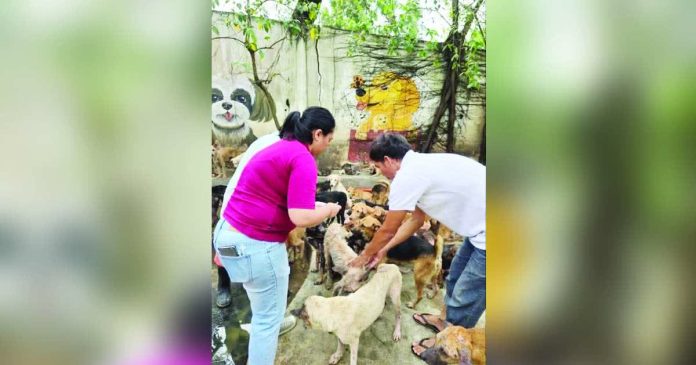The situation of Bacolod City Dog Pound during the deworming and health checks led by the newly appointed Assistant City Veterinarian Dr. Janine Sarthou on December 5. RMN DYHB BACOLOD 747 FB PHOTO