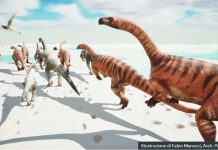 Artist's rendition of a herd of prosauropods walking across a muddy plain during low tide. Smaller footprints suggest the herd also included young specimens. ILLUSTRAZIONE DI FABIO MANUCCI, ARCH. PALEOSTELVIO