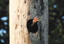 A white-bellied woodpecker inside its nest. PHOTO BY VINCE ANGELO GICARAYA