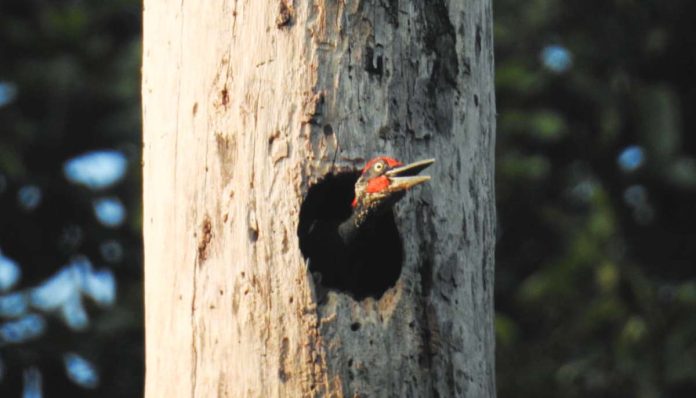 A white-bellied woodpecker inside its nest. PHOTO BY VINCE ANGELO GICARAYA