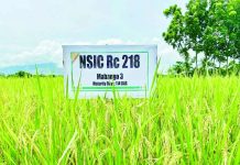 The Philippines’ own aromatic NSIC Rc218, fondly called “Mabango” and sold locally as “Dinorado,” clinched silver at the World’s Best Rice 2025 Awards. The Department of Agriculture said this award was a fitting tribute to the country's scientists who continue to develop rice varieties for food security. PHILRICE PHOTO