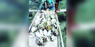 The empty shells of 33 protected giant clams, believed to have been forcibly removed from their seabed habitat and stripped of their meat by unidentified poachers who illegally entered the Giant Clam Village in Cadiz on December 25. MAYOR SALVADOR ESCALANTE JR PHOTO.