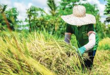 Post-harvesting facility requirement eyed for rice importers Under the midday sun, a farmer bundles freshly harvested palay — part of the remarkable upswing in Western Visayas’ rice yield, which more than doubled this year amid improved cultivation conditions. Iloilo Province contributed 61.4% of the region’s total 489,640 metric tons palay output in the third quarter of 2025. DA-6 PHOTO