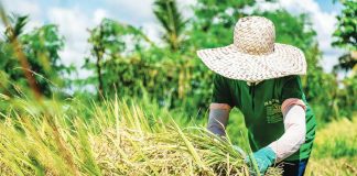 Under the midday sun, a farmer bundles freshly harvested palay — part of the remarkable upswing in Western Visayas’ rice yield, which more than doubled this year amid improved cultivation conditions. Iloilo Province contributed 61.4% of the region’s total 489,640 metric tons palay output in the third quarter of 2025. DA-6 PHOTO