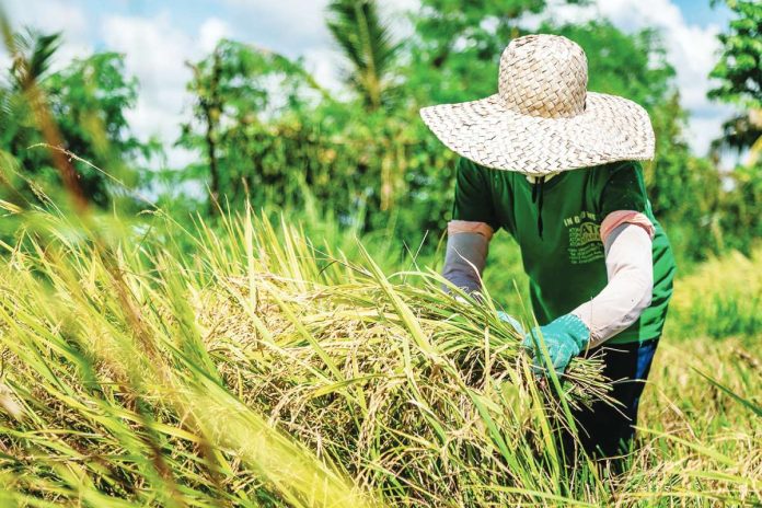 neljoy palay Under the midday sun, a farmer bundles freshly harvested palay — part of the remarkable upswing in Western Visayas’ rice yield, which more than doubled this year amid improved cultivation conditions. Iloilo Province contributed 61.4% of the region’s total 489,640 metric tons palay output in the third quarter of 2025. DA-6 PHOTO
