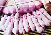 Guimaras bans entry of hogs, pork products from ASF-hit areas Piglets produced by a sow in Sibalom, Antique on Oct. 31, 2025. Dr. Marco Rafael Ardamil, chief of the provincial veterinary public health division, said in an interview on Thursday, Dec. 11, 2025, that the price of live weight has declined to P170 per kilo, despite the high demand for pork this Christmas season. PHOTO COURTESY OF SILPRA