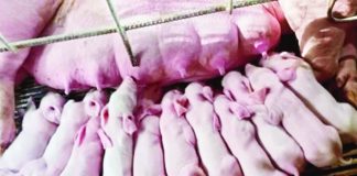 Piglets produced by a sow in Sibalom, Antique on Oct. 31, 2025. Dr. Marco Rafael Ardamil, chief of the provincial veterinary public health division, said in an interview on Thursday, Dec. 11, 2025, that the price of live weight has declined to P170 per kilo, despite the high demand for pork this Christmas season. PHOTO COURTESY OF SILPRA