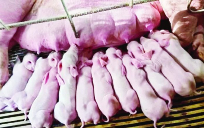 Piglets produced by a sow in Sibalom, Antique on Oct. 31, 2025. Dr. Marco Rafael Ardamil, chief of the provincial veterinary public health division, said in an interview on Thursday, Dec. 11, 2025, that the price of live weight has declined to P170 per kilo, despite the high demand for pork this Christmas season. PHOTO COURTESY OF SILPRA