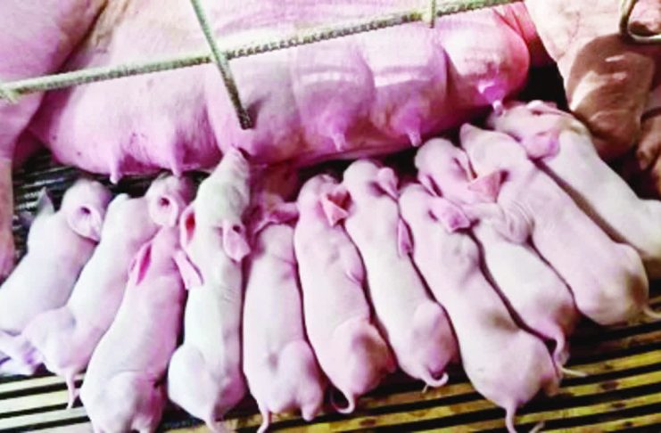 Pork producers push reclassification of frozen jowls Piglets produced by a sow in Sibalom, Antique on Oct. 31, 2025. Dr. Marco Rafael Ardamil, chief of the provincial veterinary public health division, said in an interview on Thursday, Dec. 11, 2025, that the price of live weight has declined to P170 per kilo, despite the high demand for pork this Christmas season. PHOTO COURTESY OF SILPRA
