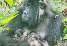 Rare mountain gorilla twins born in Africa’s oldest national park The mountain gorilla Mafuko holds her twins as she sits in a forest with leaves seen surrounding her. Mafuko is 22 years old, and her twins will be closely monitored by staff at Virunga National Park to support them at this critical early period. VIRUNGA NATIONAL PARK
