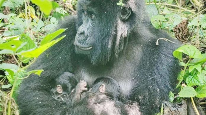 Africa The mountain gorilla Mafuko holds her twins as she sits in a forest with leaves seen surrounding her. Mafuko is 22 years old, and her twins will be closely monitored by staff at Virunga National Park to support them at this critical early period. VIRUNGA NATIONAL PARK