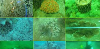 A diverse range of marine species found in Tucad Reef in Pilar, Capiz, which the DENR–Capiz is pursuing for designation as a protected seascape. BOMBO RADYO ROXAS PHOTO