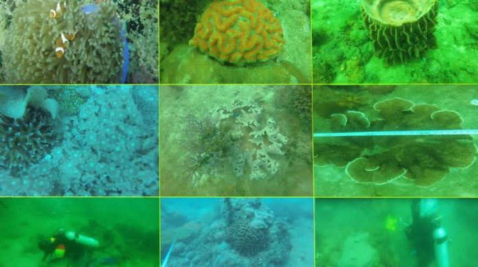 Capiz Tucad Reef_compressed A diverse range of marine species found in Tucad Reef in Pilar, Capiz, which the DENR–Capiz is pursuing for designation as a protected seascape. BOMBO RADYO ROXAS PHOTO