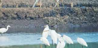 Migratory waterbirds were sighted along Guimaras’ coastal wetlands as personnel of PENRO Guimaras conducted the 2026 Asian Waterbird Census from January 5 to 9, documenting species and population numbers across key survey sites. DENR-6 PHOTO