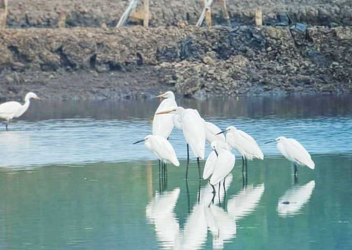Migratory waterbirds were sighted along Guimaras’ coastal wetlands as personnel of PENRO Guimaras conducted the 2026 Asian Waterbird Census from January 5 to 9, documenting species and population numbers across key survey sites. DENR-6 PHOTO
