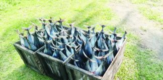 Confiscated fish weighing about 25 kilograms were seized, and seven individuals were issued citation tickets for illegal fishing during a joint anti-illegal fishing operation conducted by the Pandan police, local agriculture office personnel, and Bantay Dagat in Barangay Nauring, Pandan, Antique, on Jan. 28. 104.5 BRIGADA SAN JOSE-ANTIQUE PHOTOS