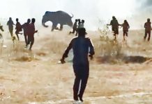 Wild elephant kills 20 people in Indian state of Jharkhand Villagers and local officials try to capture the elephant that has killed at least 20 people in Jharkhand's West Singhbhum district in India. MOHAMMAD SARTAJ ALAM/BBC