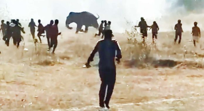 Villagers and local officials try to capture the elephant that has killed at least 20 people in Jharkhand's West Singhbhum district in India. MOHAMMAD SARTAJ ALAM/BBC